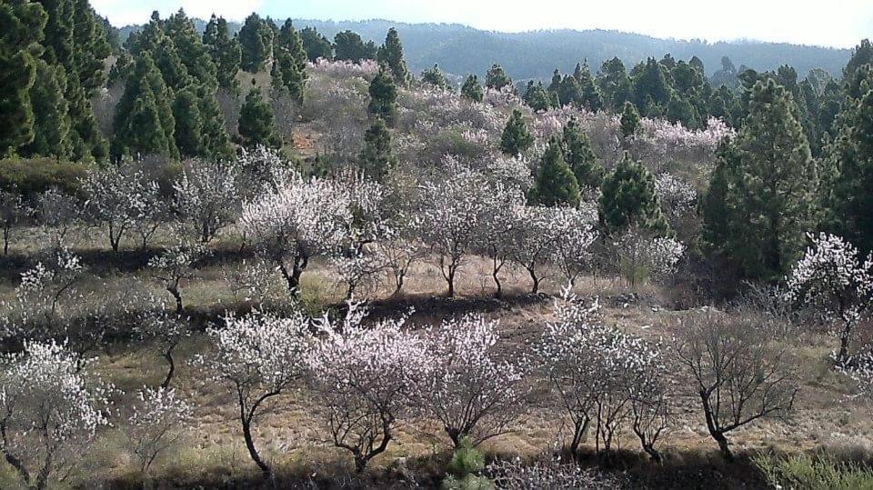Apartamento El Almendro Puntagorda Dış mekan fotoğraf